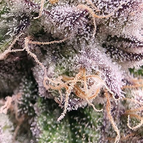 Gg4 21A growlog timeline photo