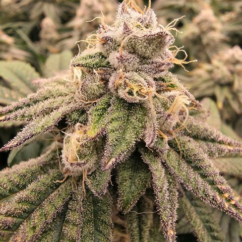 Gg4 21A growlog timeline photo