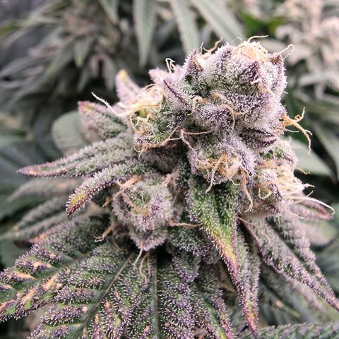 Gg4 21A growlog timeline photo