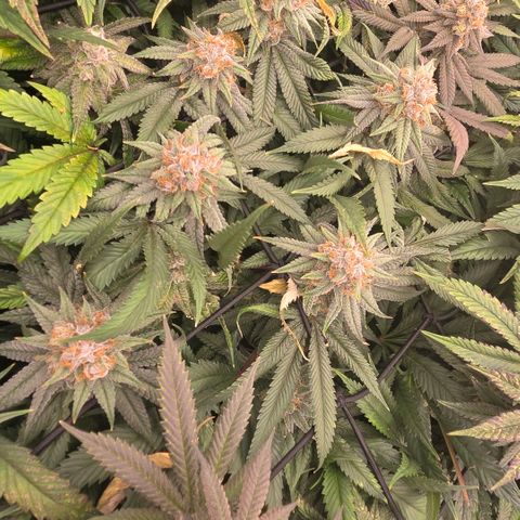 Gg4 22A growlog timeline photo