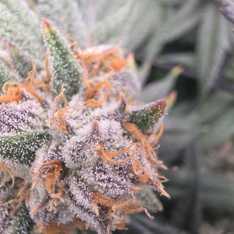 Gg4 22A growlog timeline photo