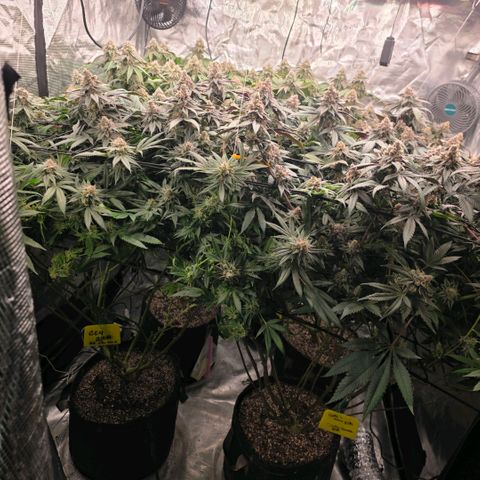 Gg4 22A growlog timeline photo