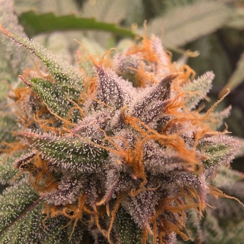 Gg4 22A growlog timeline photo