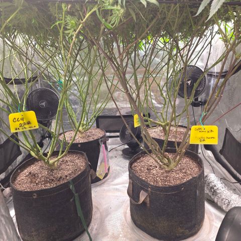 Gg4 22A growlog timeline photo