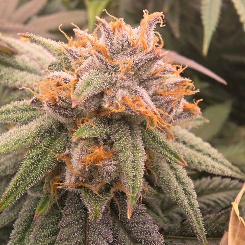 Gg4 22A growlog timeline photo