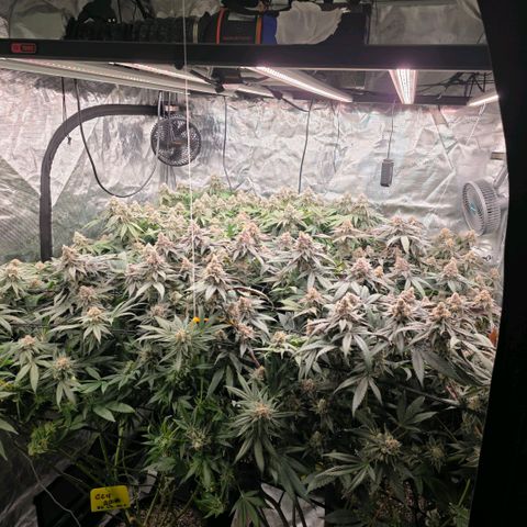 Gg4 21A growlog timeline photo