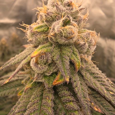 Gg4 21A growlog timeline photo