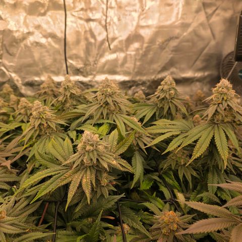 Gg4 21A growlog timeline photo