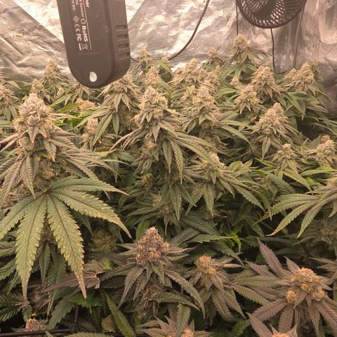 Gg4 21A growlog timeline photo