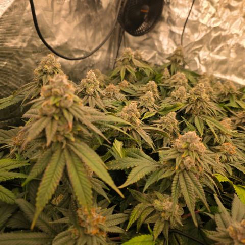 Gg4 21A growlog timeline photo