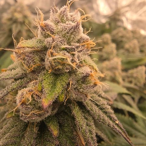 Gg4 21A growlog timeline photo