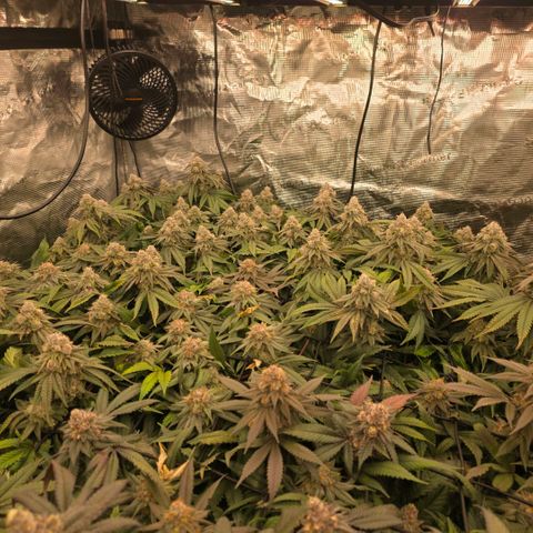 Gg4 21A growlog timeline photo