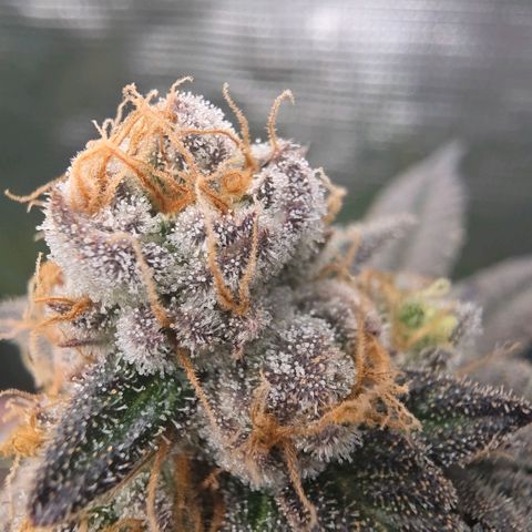 Black phoenix 22A growlog timeline photo