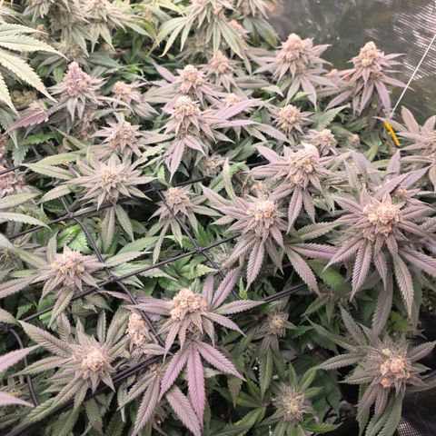 Black phoenix 22A growlog timeline photo
