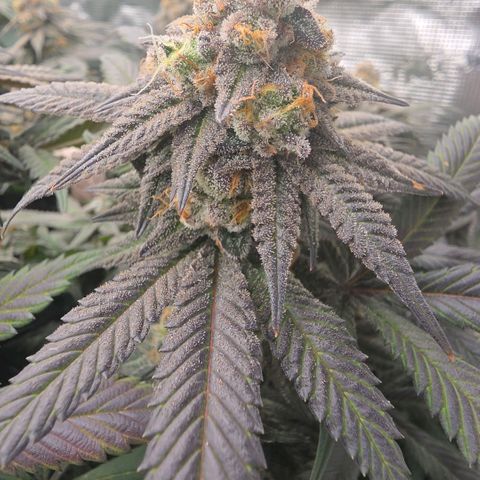 Black phoenix 22A growlog timeline photo