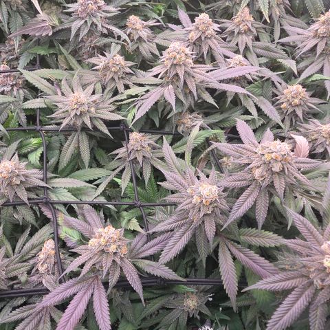 Black phoenix 22A growlog timeline photo