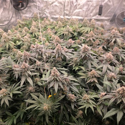 Black phoenix 22A growlog timeline photo