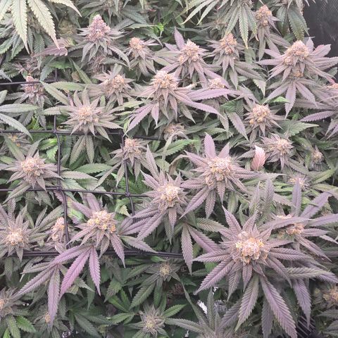 Black phoenix 22A growlog timeline photo