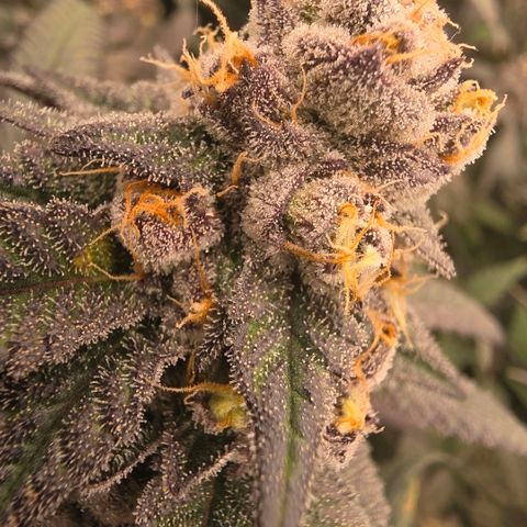 Gelly momma 21A growlog timeline photo