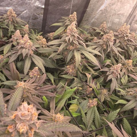 Gelly momma 21A growlog timeline photo