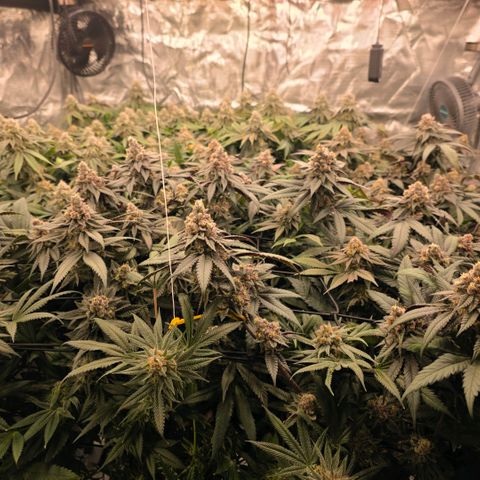 Gelly momma 21A growlog timeline photo