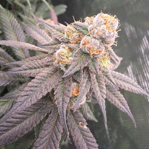 Black phoenix 22A growlog timeline photo
