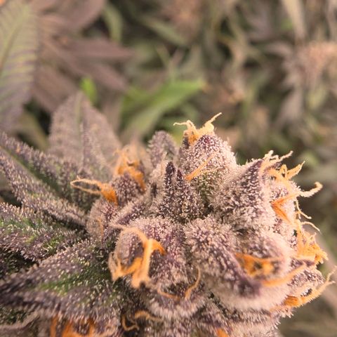 Gelly momma 21A growlog timeline photo