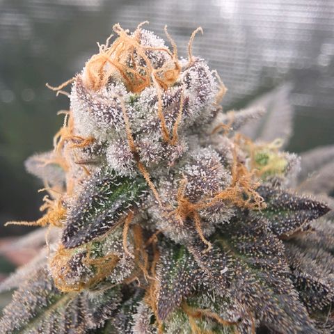 Black phoenix 22A growlog timeline photo
