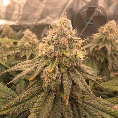 Gg4 21A growlog timeline photo