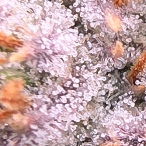 Gg4 22A growlog timeline photo