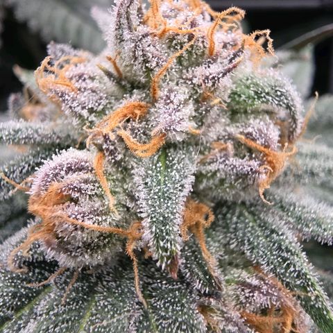 Gg4 22A growlog timeline photo