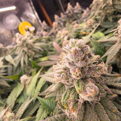Gg4 21A growlog timeline photo