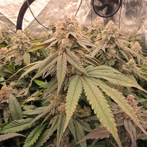 Gg4 21A growlog timeline photo