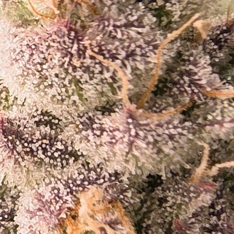 Gg4 21A growlog timeline photo