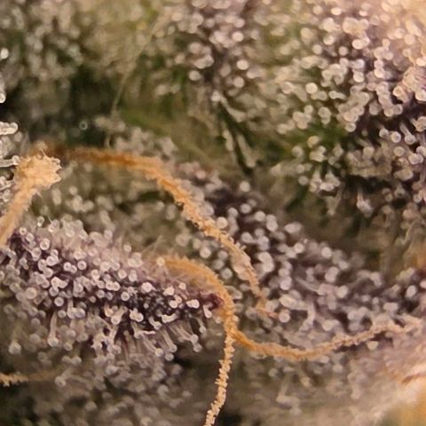Gg4 21A growlog timeline photo