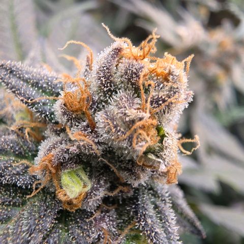 Black phoenix 22A growlog timeline photo