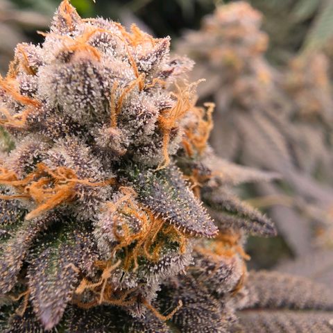 Black phoenix 22A growlog timeline photo