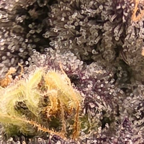 Gelly momma 21A growlog timeline photo