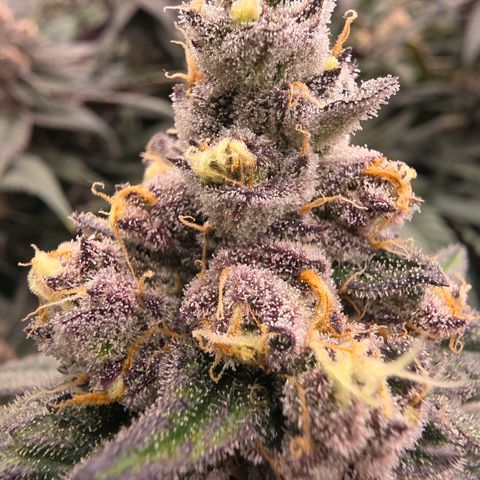 Gelly momma 21A growlog timeline photo