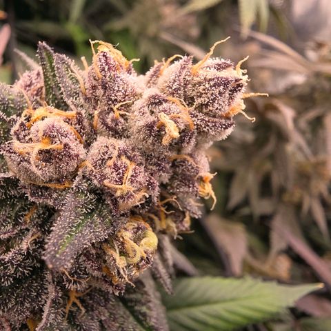 Gelly momma 21A growlog timeline photo
