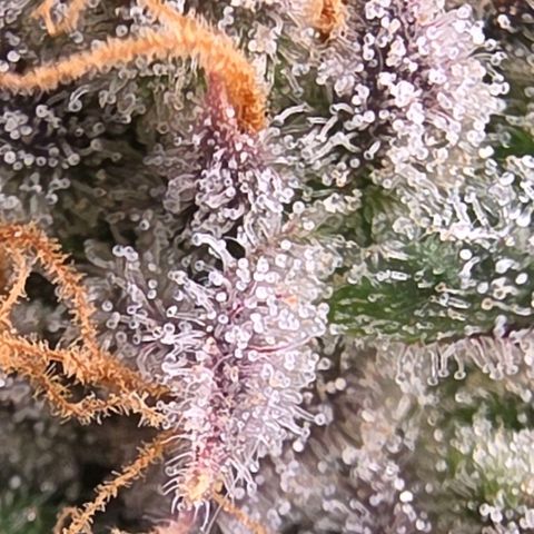Gg4 22A growlog timeline photo