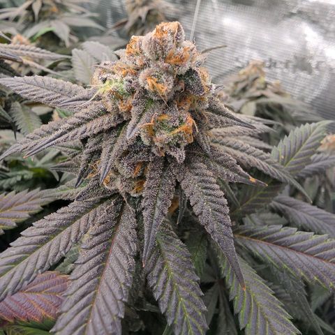 Black phoenix 22A growlog timeline photo
