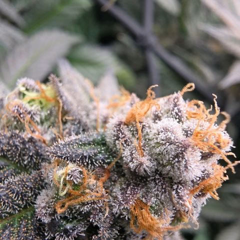 Black phoenix 22A growlog timeline photo