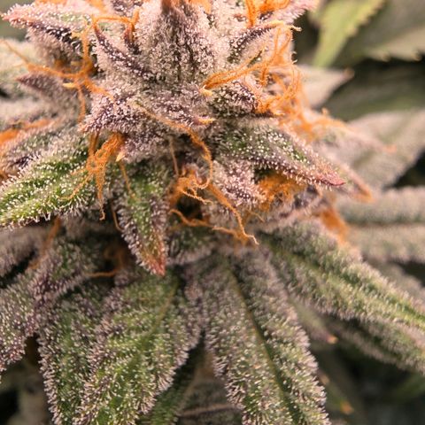 Gg4 22A growlog timeline photo