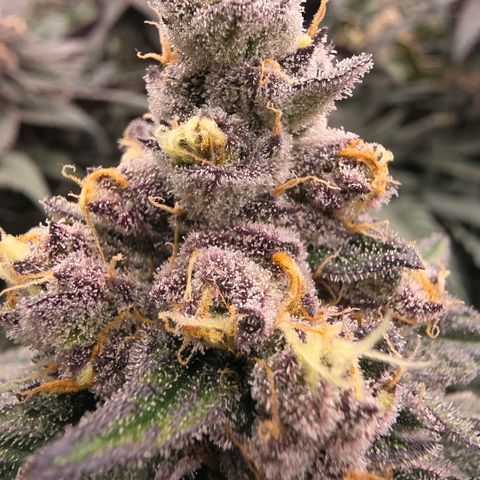 Gelly momma 21A growlog timeline photo
