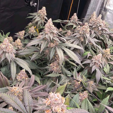 Gelly momma 21A growlog timeline photo