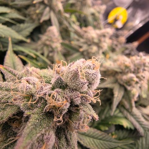 Gg4 21A growlog timeline photo