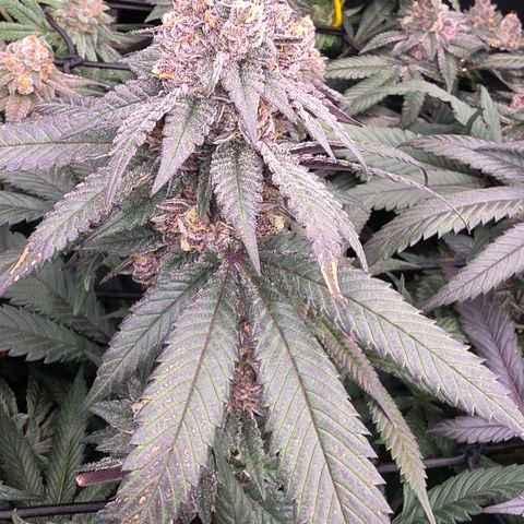 Gg4 21A growlog timeline photo