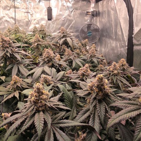Gelly momma 21A growlog timeline photo