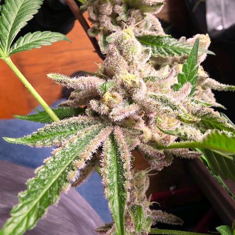 Gelly momma 21A growlog timeline photo